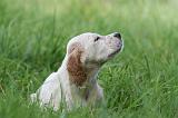 SETTER ANGLAIS 252